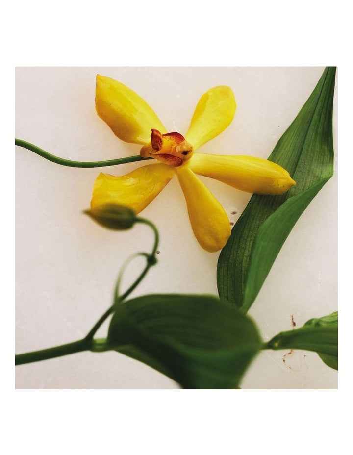 Atelier Des Fleurs Vanilla Planifolia Eau De Parfum