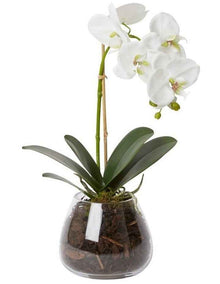 Grand Phalaenopsis-Allira Vase 45cm in White