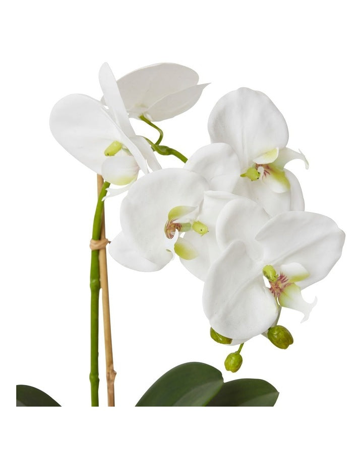 Grand Phalaenopsis-Allira Vase 45cm in White