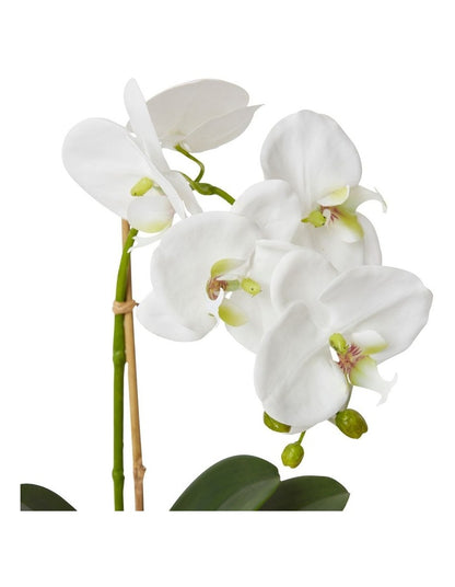 Grand Phalaenopsis-Allira Vase 45cm in White