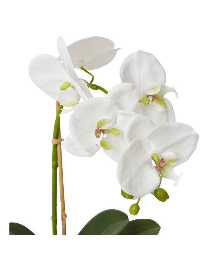 Grand Phalaenopsis-Allira Vase 45cm in White