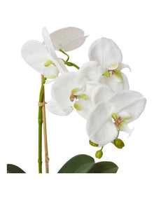 Grand Phalaenopsis-Allira Vase 45cm in White