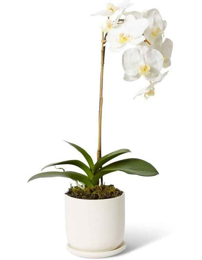 Phalaenopsis Orchid Allegra Pot in White