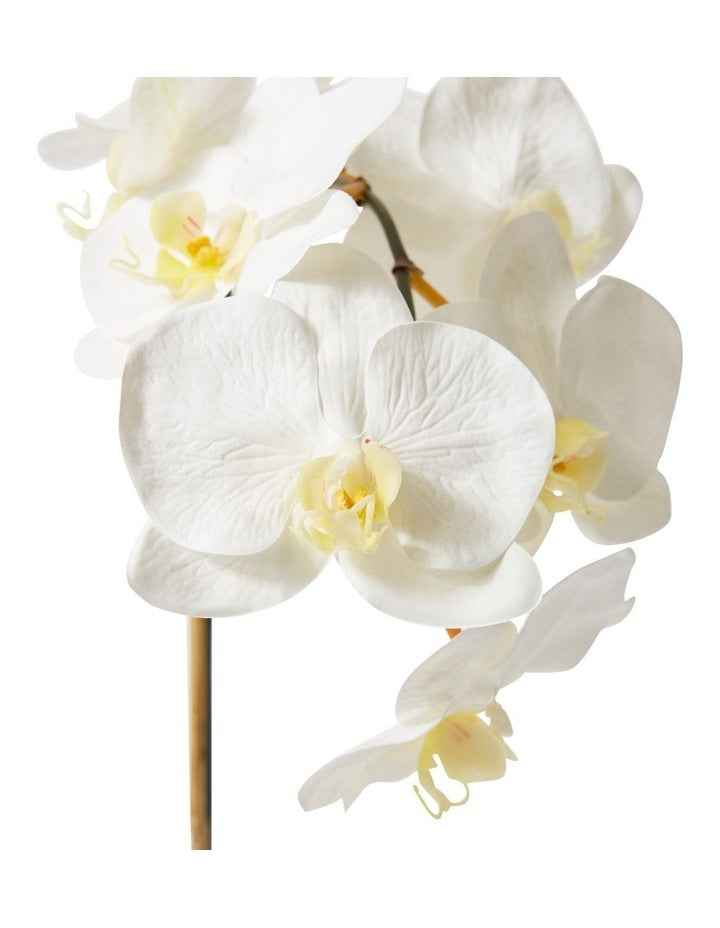 Phalaenopsis Orchid Allegra Pot in White