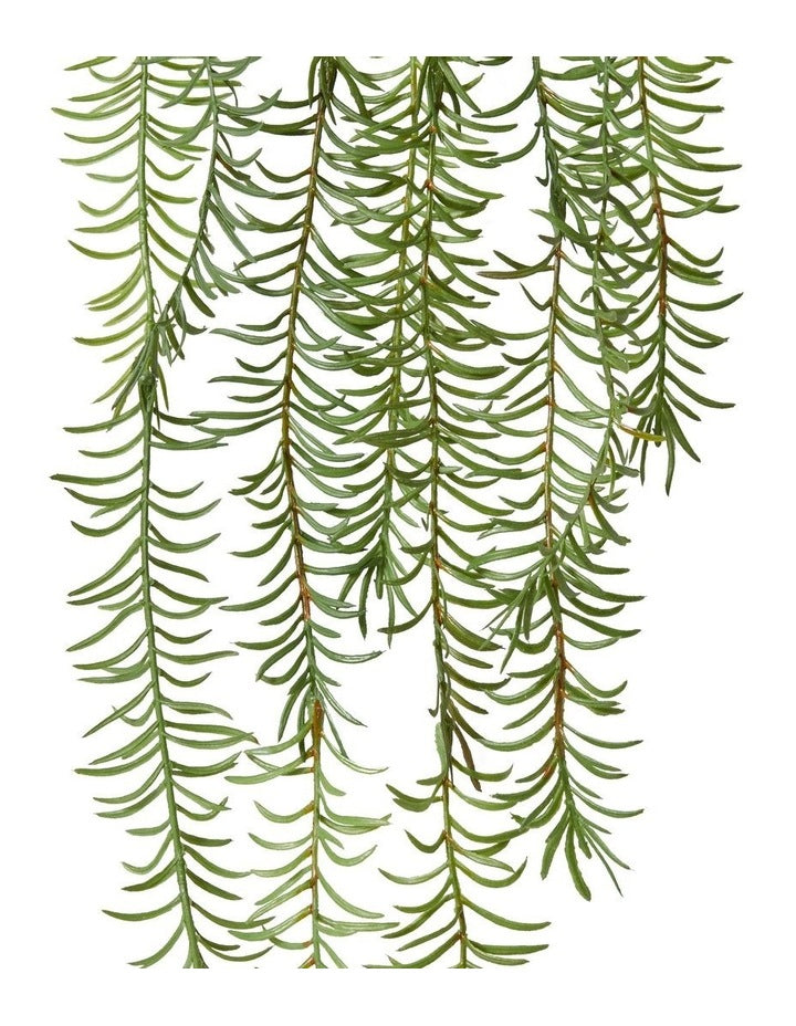 Sawtooth Hanging Fern in Green
