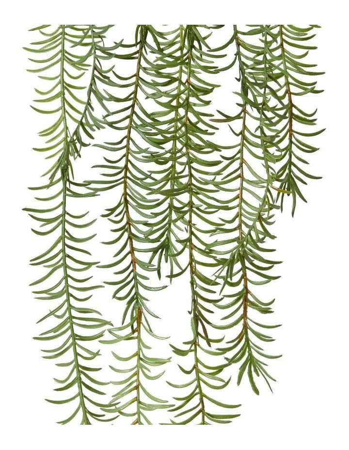 Sawtooth Hanging Fern in Green