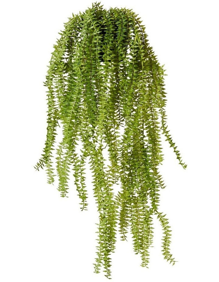Sawtooth Hanging Fern in Green