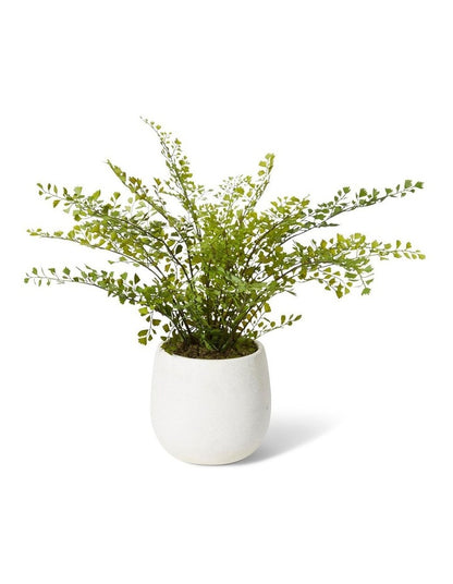 Maiden Hair Fern Olsen Pot in White/Green