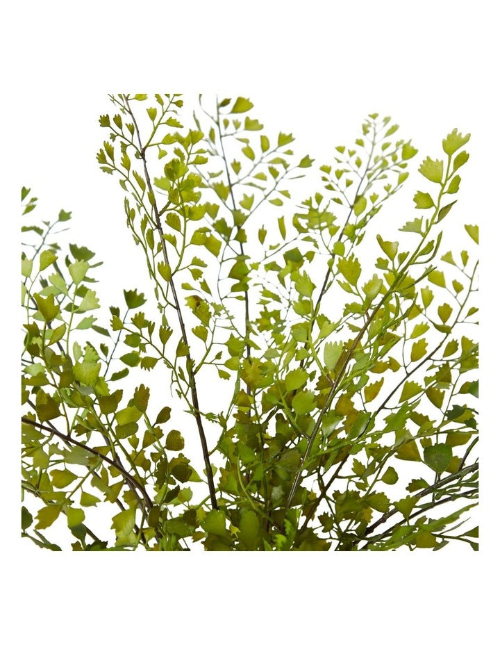 Maiden Hair Fern Olsen Pot in White/Green