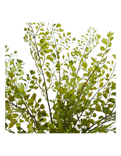 Maiden Hair Fern Olsen Pot in White/Green