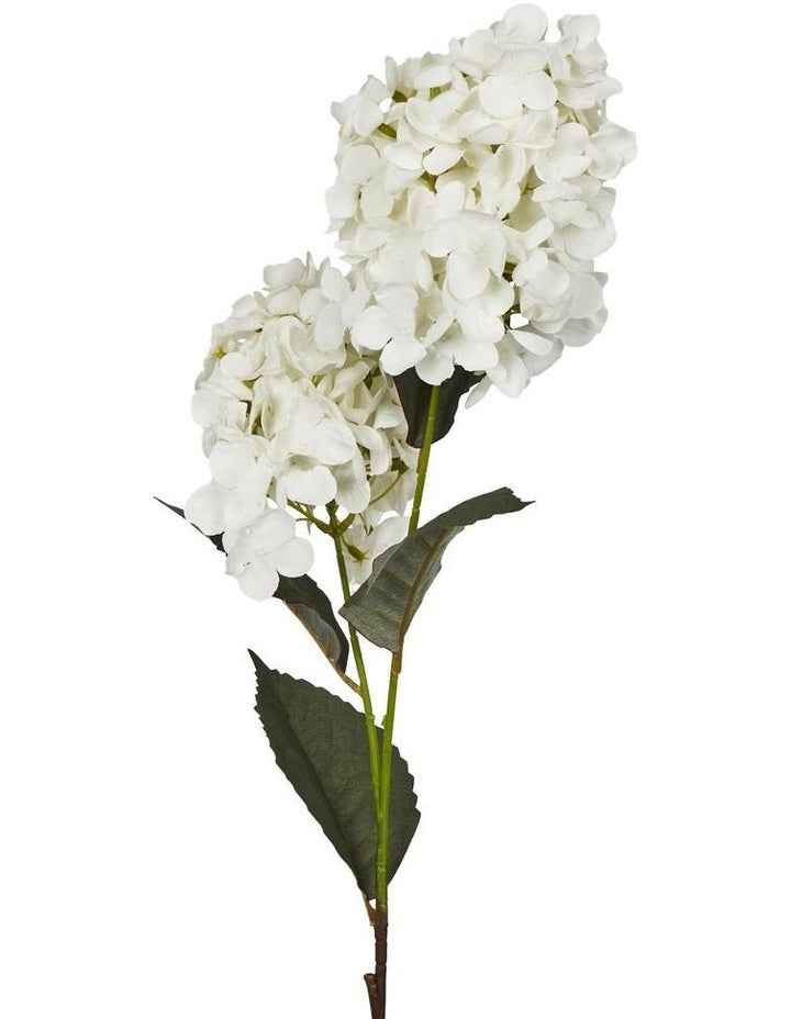 Two-Cone Hydrangea 60cm in White