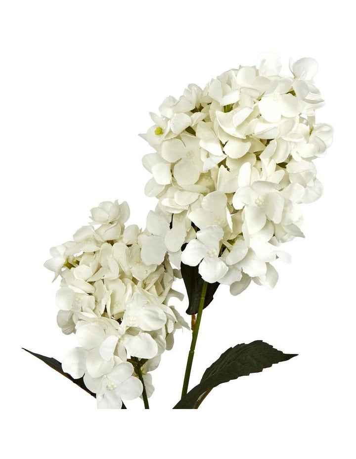 Two-Cone Hydrangea 60cm in White
