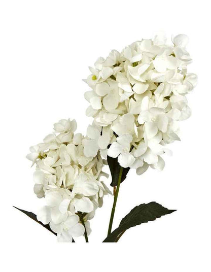 Two-Cone Hydrangea 60cm in White