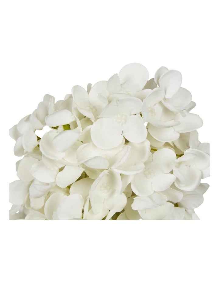 Two-Cone Hydrangea 60cm in White