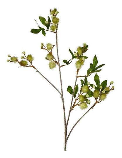 Blackwood Wattle Acacia 85cm in Green