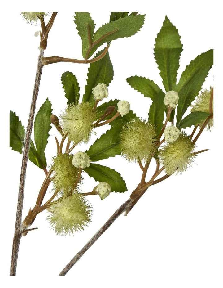 Blackwood Wattle Acacia 85cm in Green