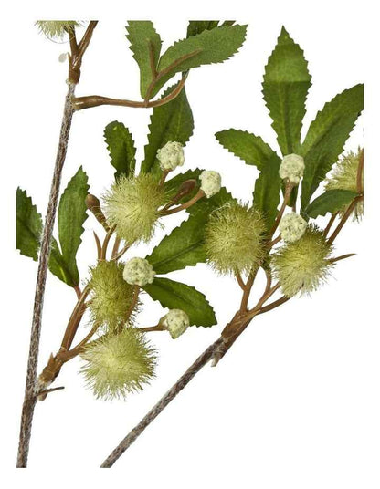 Blackwood Wattle Acacia 85cm in Green