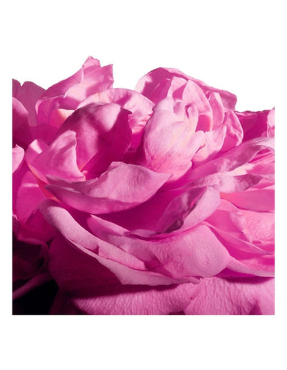 Radical Rose Extrait Parfum