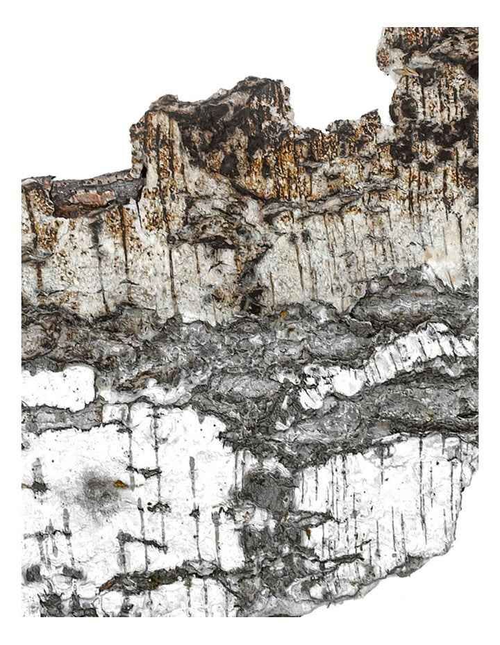 Falcon Leather Extrait