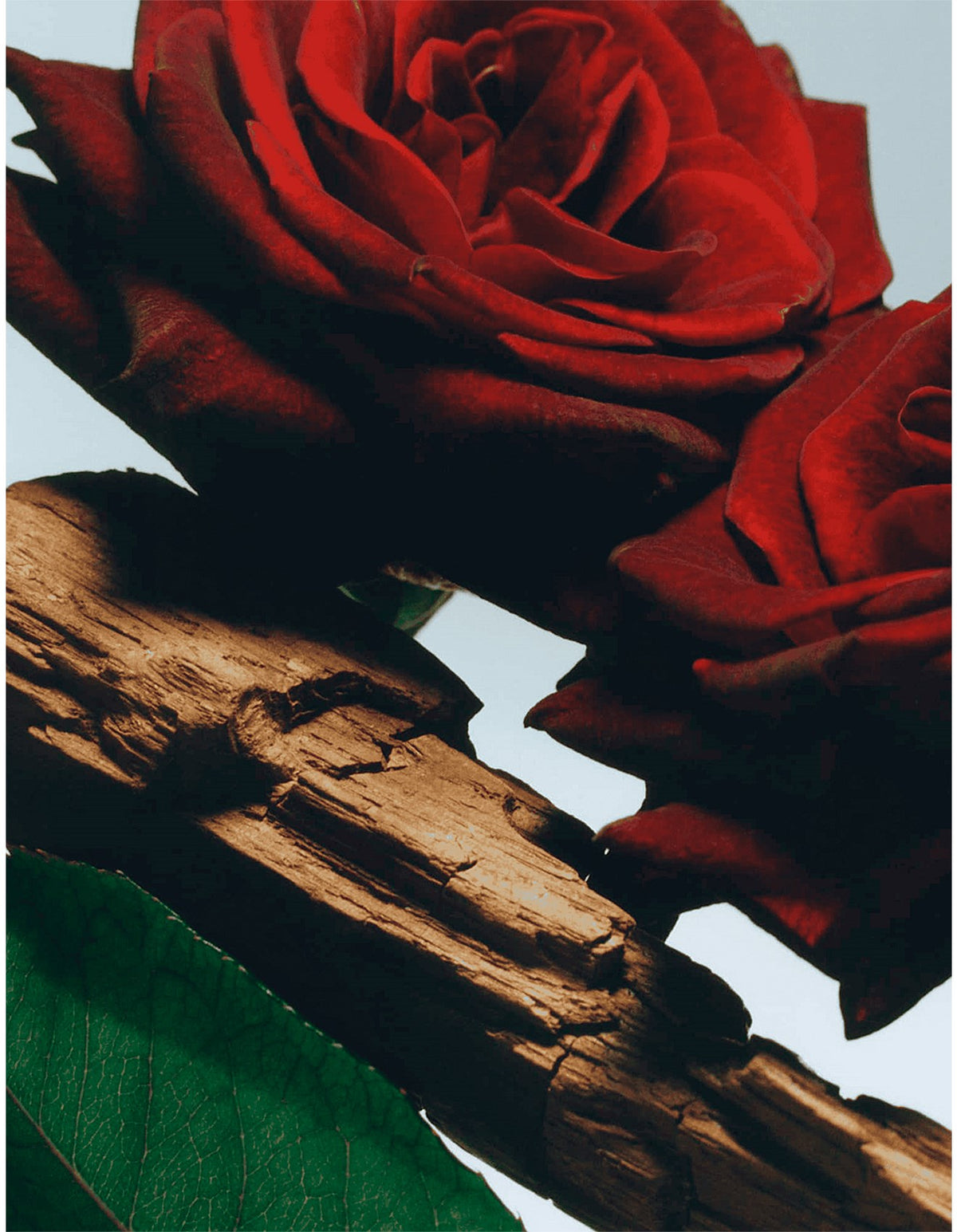 Velvet Rose & Oud Body Crème
