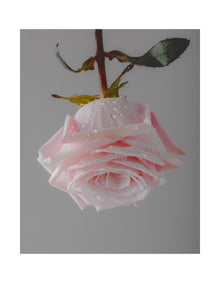 Morning Rose Scented Candle Refill 320gm
