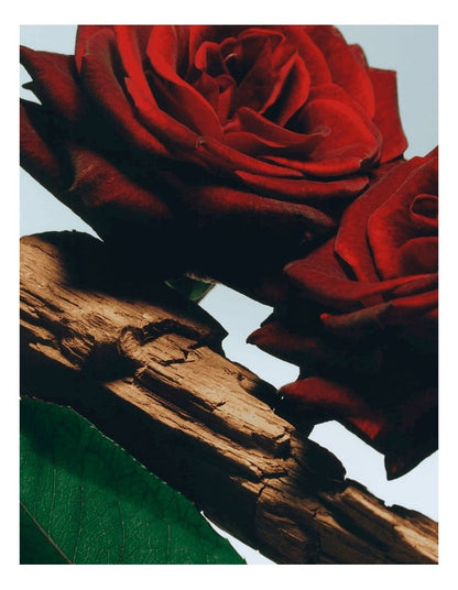 Velvet Rose & Oud Body Creme