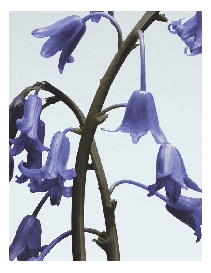 Wild Bluebell Body Creme