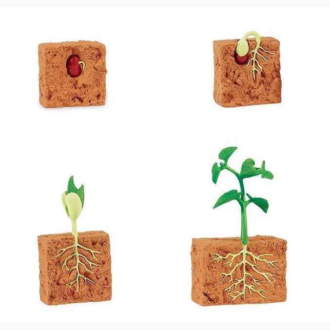 Life Cycle of a Green Bean Plant Montessori Language Figurines Collection by Safari Ltd Early Science STEM Toys 4yrs+