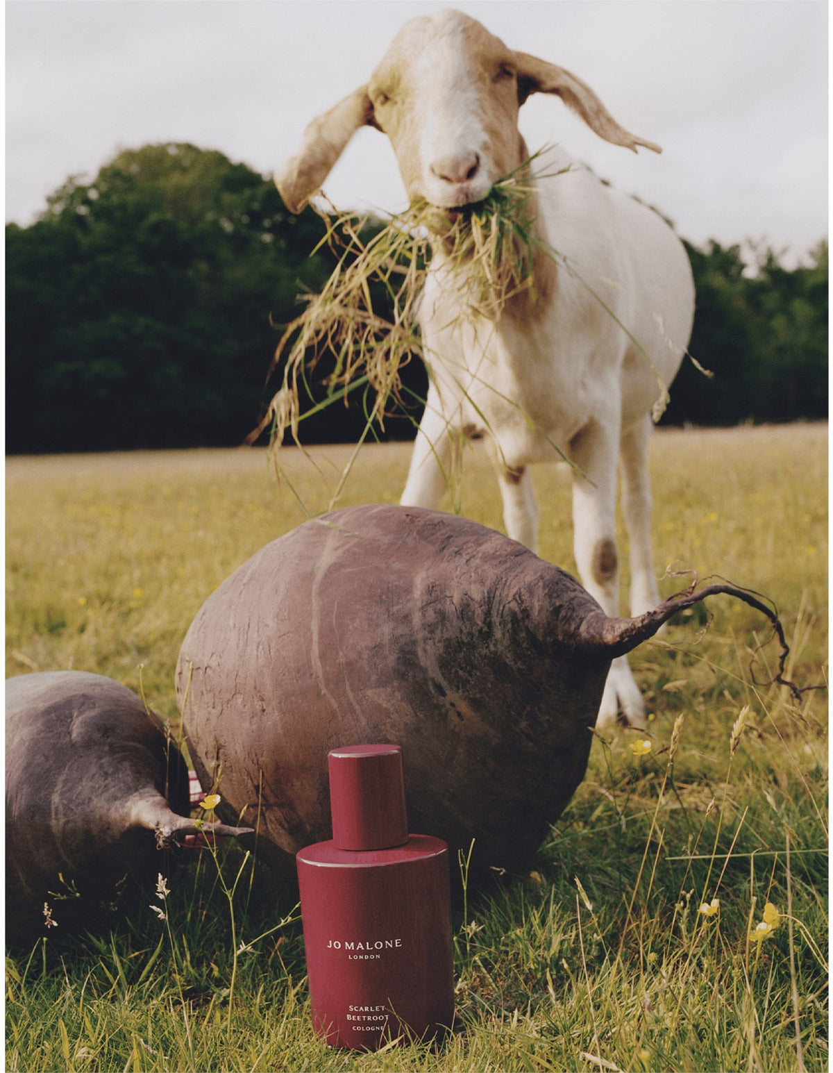 Scarlet Beetroot Cologne 30ml