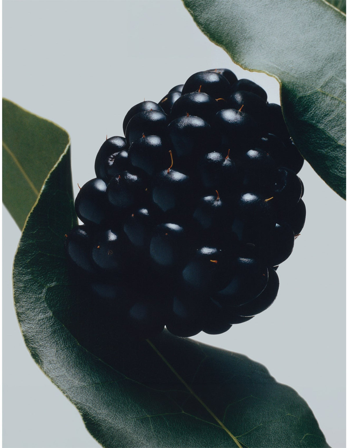 Blackberry & Bay Body & Hand Lotion 250ml
