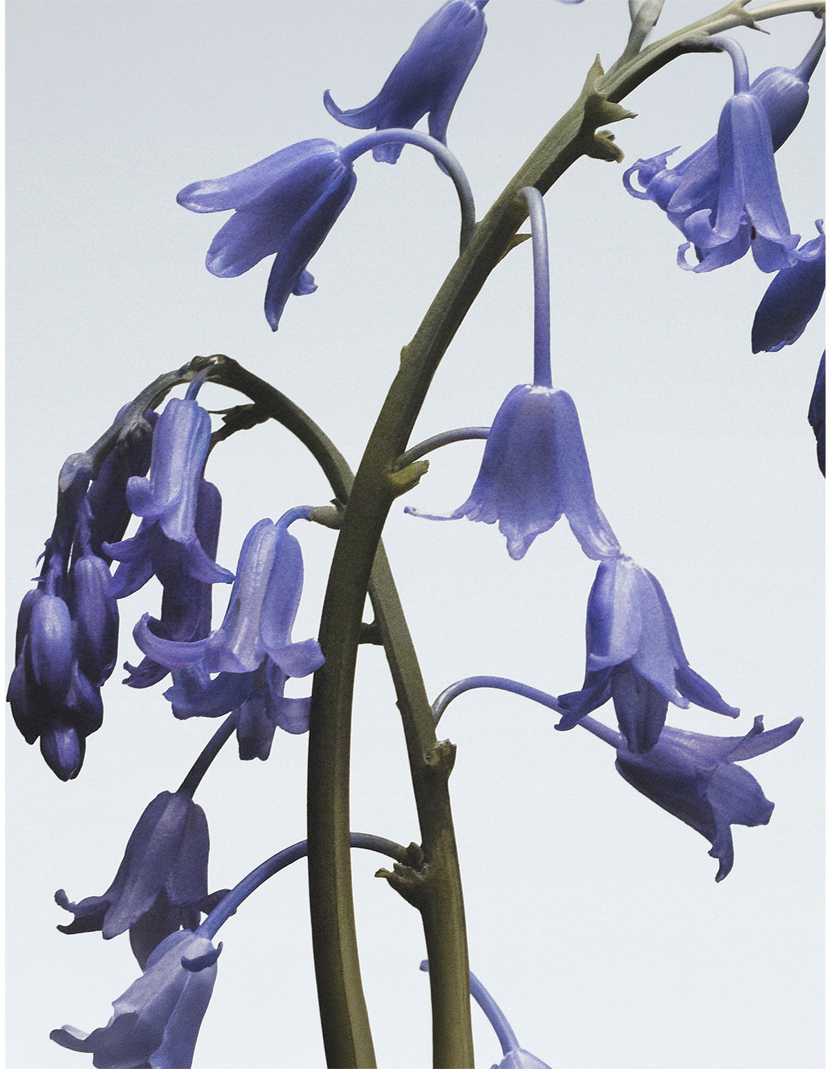 Wild Bluebell Body & Hand Wash 250ml