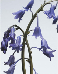 Wild Bluebell Body & Hand Wash 250ml