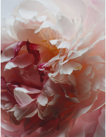 Peony & Blush Suede Body & Hand Wash 100ml