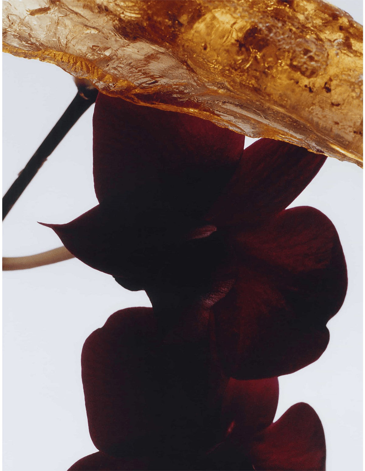 Dark Amber & Ginger Lily Cologne Intense 30ml