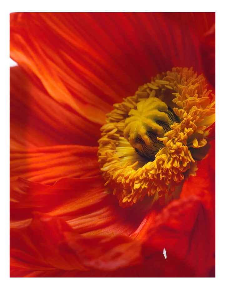 Scarlet & Poppy Cologne Intense 30ml
