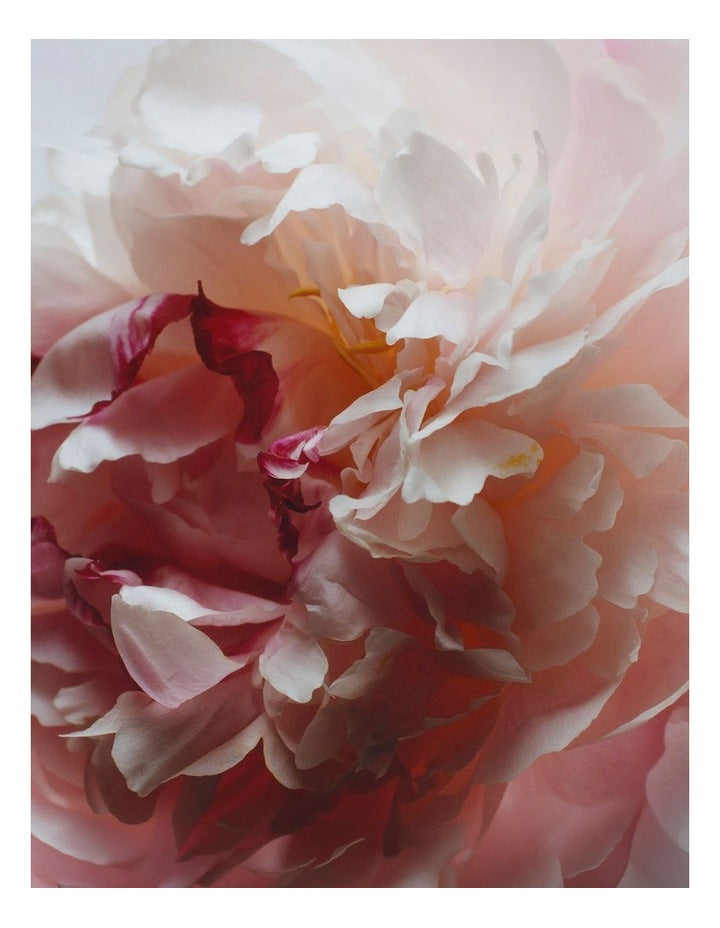 Peony & Blush Suede Body & Hand Lotion 250ml