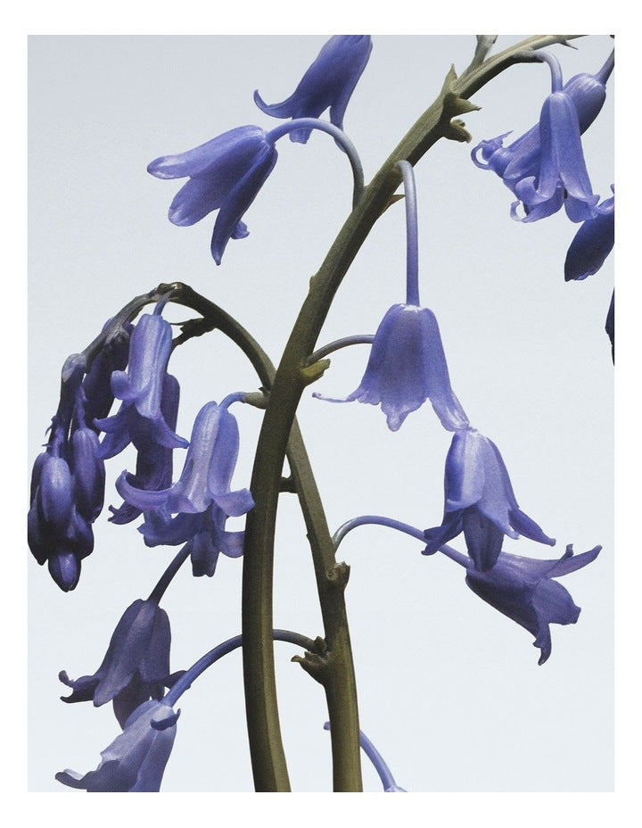 Wild Bluebell Body & Hand Wash 250ml