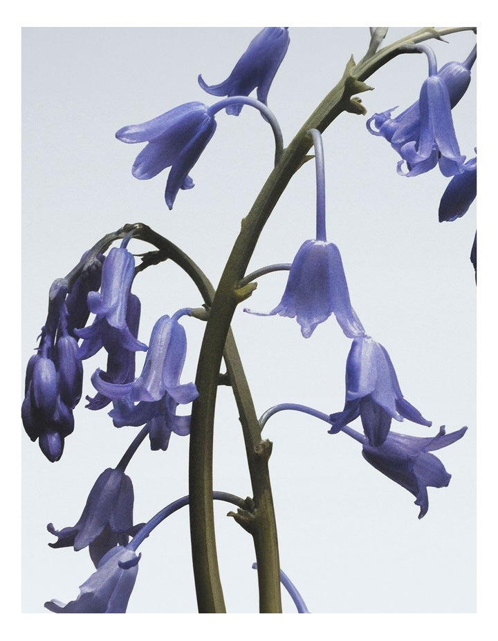 Wild Bluebell Body & Hand Lotion 250ml