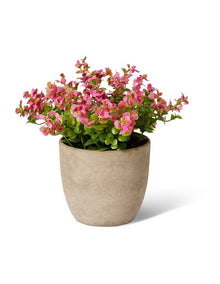 Elme Living Eucalyptus flowering bush Pink 20