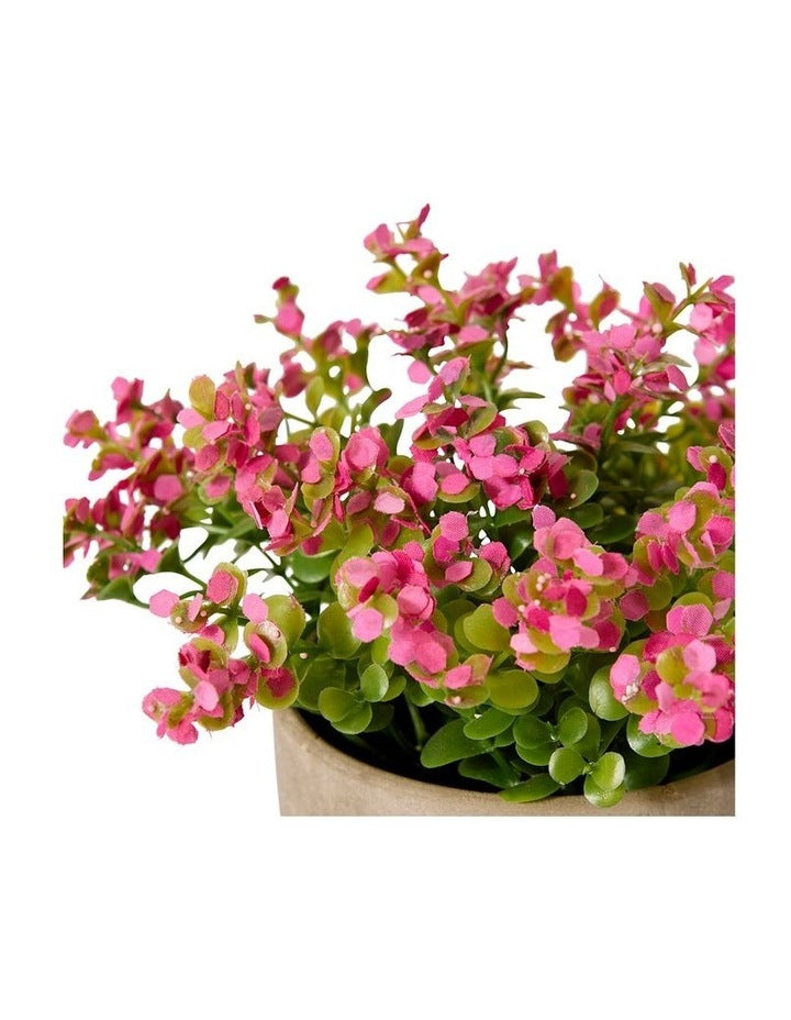 Elme Living Eucalyptus flowering bush Pink 20