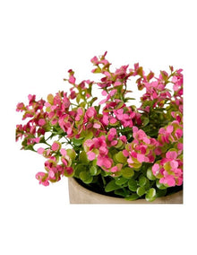 Elme Living Eucalyptus flowering bush Pink 20