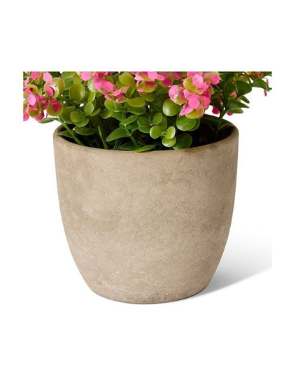 Elme Living Eucalyptus flowering bush Pink 20