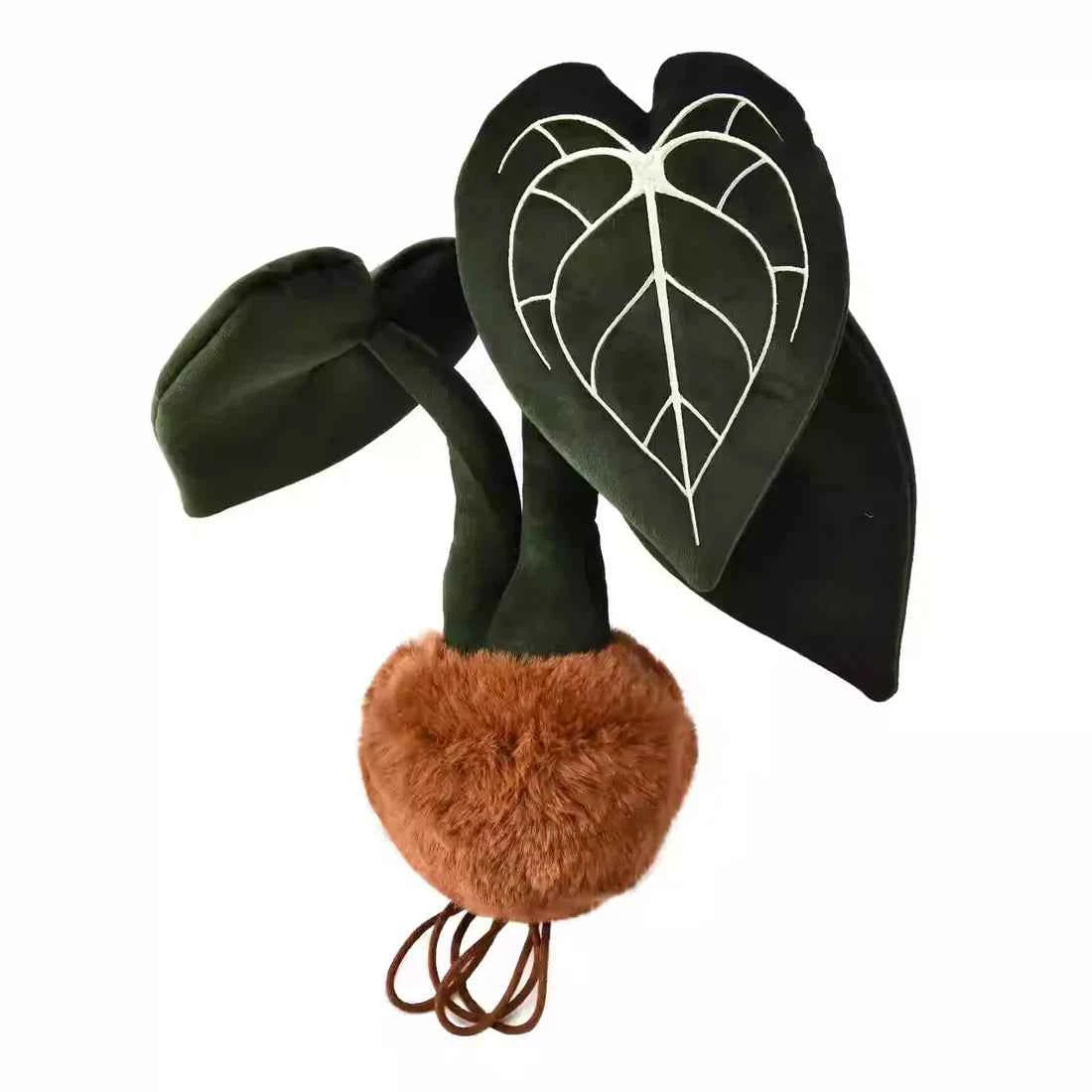 Plushwood Anthurium Clarinervium Plant Plush
