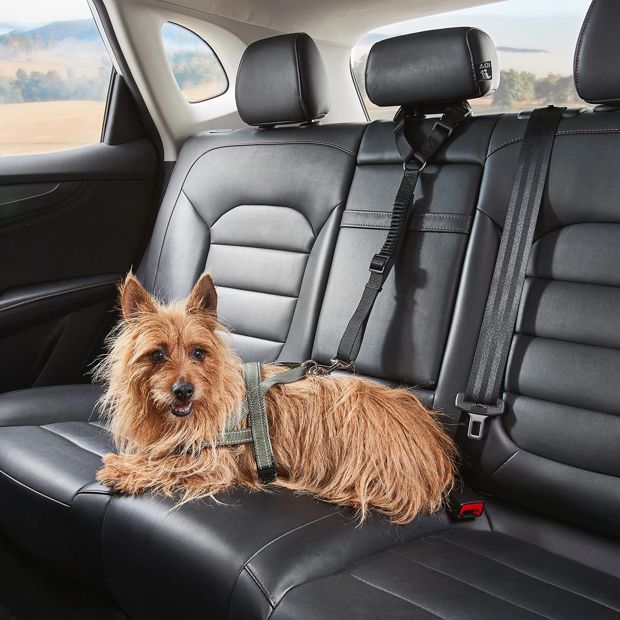 Pet Car Head Rest Tether - Anko