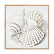 Shells Framed Canvas