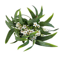 Artificial Mixed Gum Greenery Bunch