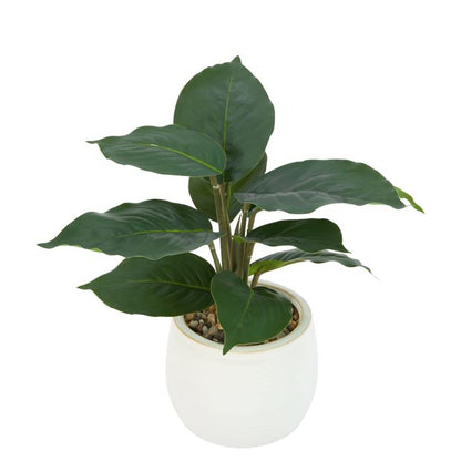 Anko Artificial Ctenanthe in Pot