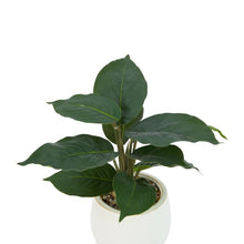 Anko Artificial Ctenanthe in Pot