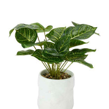 Anko Artificial Syngonium Plant in Shell Pot