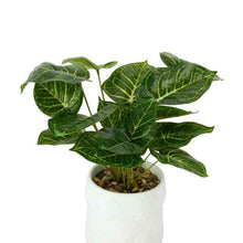 Anko Artificial Syngonium Plant in Shell Pot